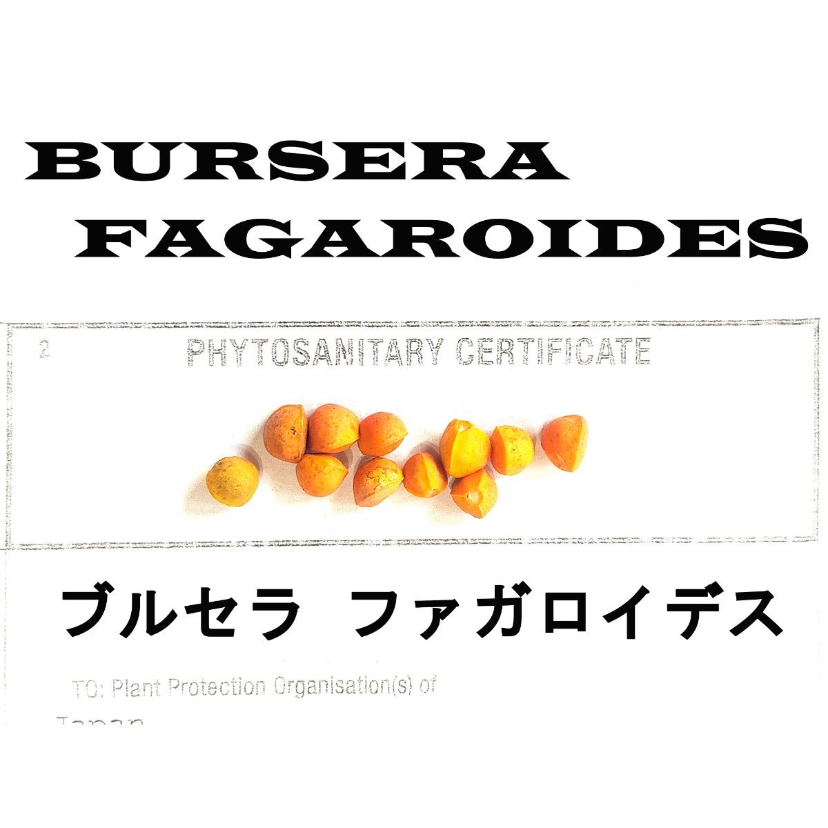 1月入荷 5粒 ブルセラ ファガロイデス 種 種子 証明書あり