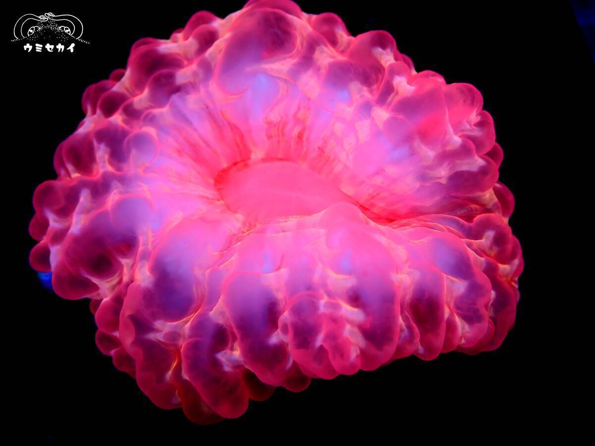 激美小型！『コハナガタサンゴ/蛍光ピンク』サイズ/約６センチ サンゴ〔ウミセカイ〕の画像1