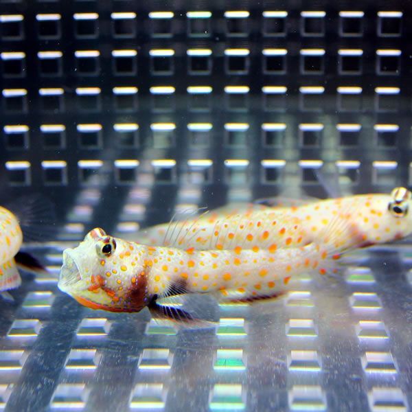 ヤマブキハゼ 4-6cm± (A-0015) 海水魚 サンゴ 生体_画像1