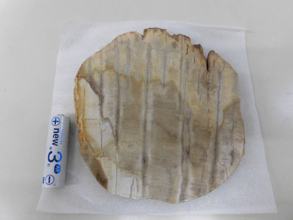 5162BNZ◎Petrified Wood ペトリファイドウッド 珪化木 インドネシア 化石 切り株 輪切り 鑑賞石 木化石 板状 プレート◎中古【送料無料】_画像7