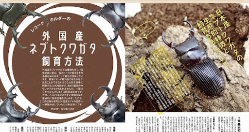 BE-KUWA86号　世界のネブトクワガタ大特集!! 【同梱 送料無料】【ネコポス便送料別】_画像3