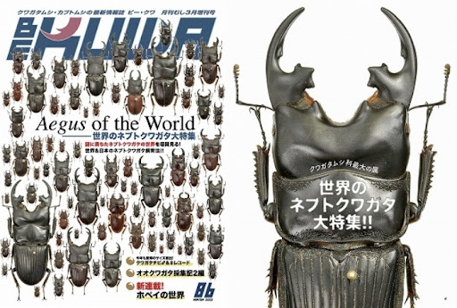 BE-KUWA86 number world. nebto stag beetle large special collection!! [ including in a package free shipping ][ cat pohs flight postage extra ]