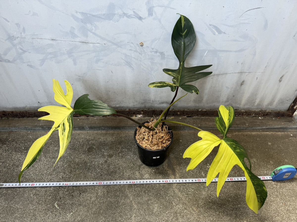 フィロデンドロンフロリダビューティー斑入りPhilodendron 'Florida Beauty' Variegated:8_画像1