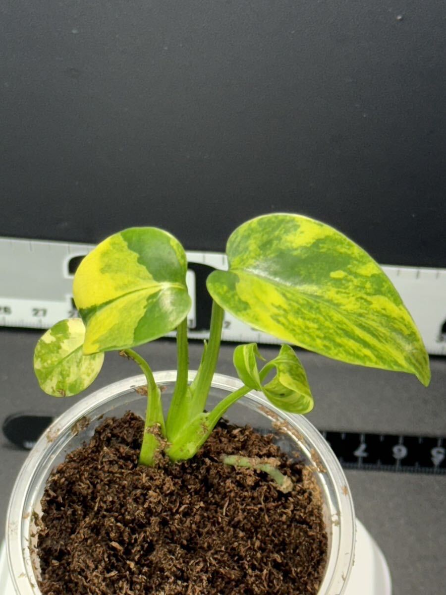 モンステラデリシオーサ イエローマリリン Monstera Deliciosa Yellow Marilyn 組織培養苗　順化済:T2