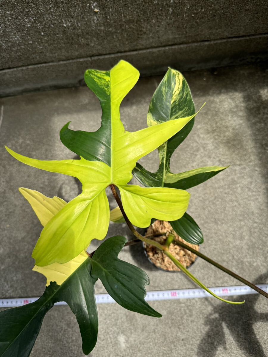フィロデンドロンフロリダビューティー斑入りPhilodendron 'Florida Beauty' Variegated :2_画像3