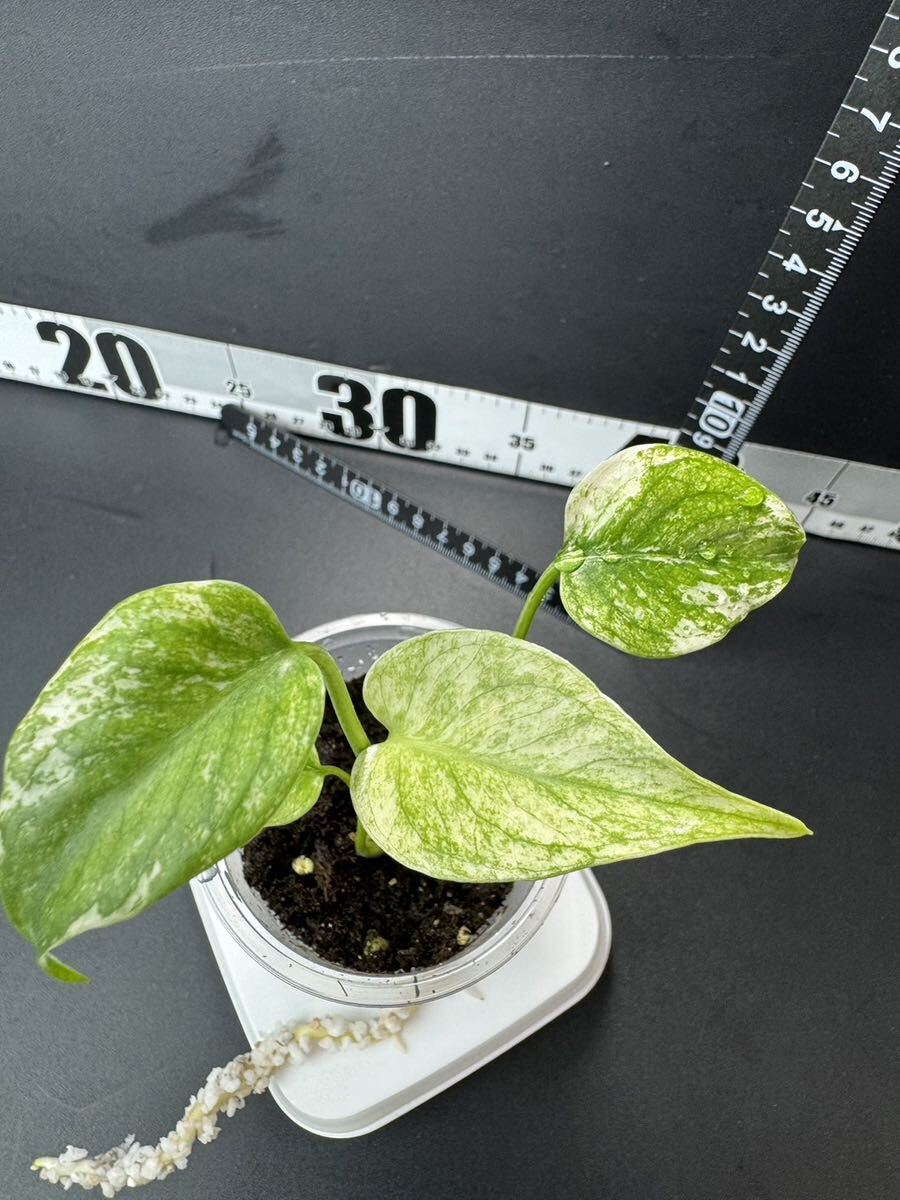  monstera telisio-sa white Monstar Monstera deliciosa White Monster organization breeding seedling sequence . settled :M7