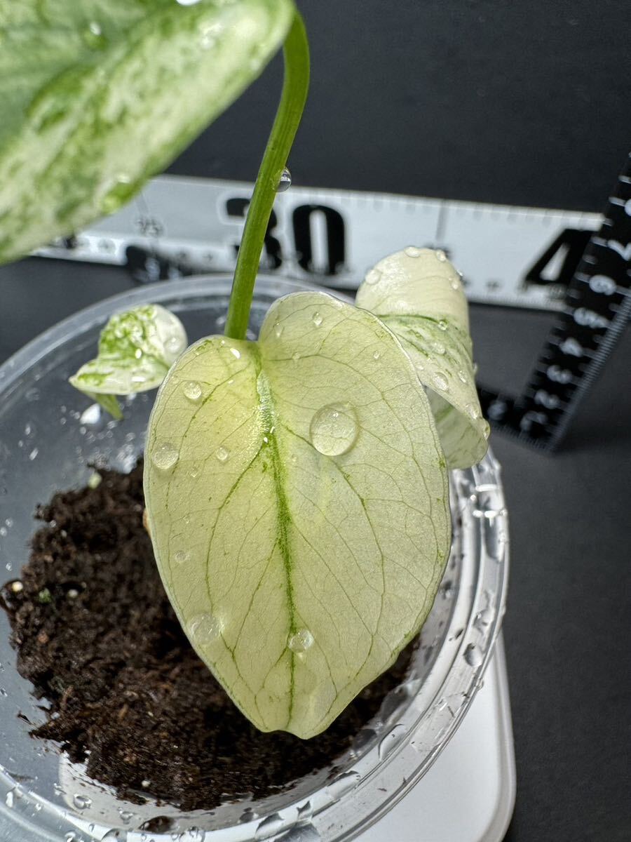  monstera telisio-sa white Monstar Monstera deliciosa White Monster organization breeding seedling sequence . settled :M10