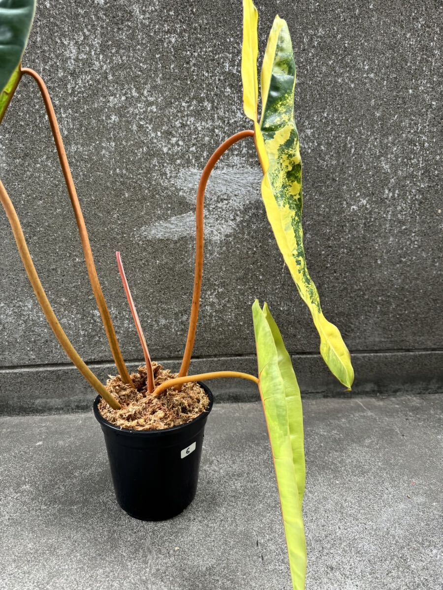 超希少 フィロデンドロン ビレッティア 斑入り Philodendron Billietiae Variegated 極上の限定株 :6_画像5