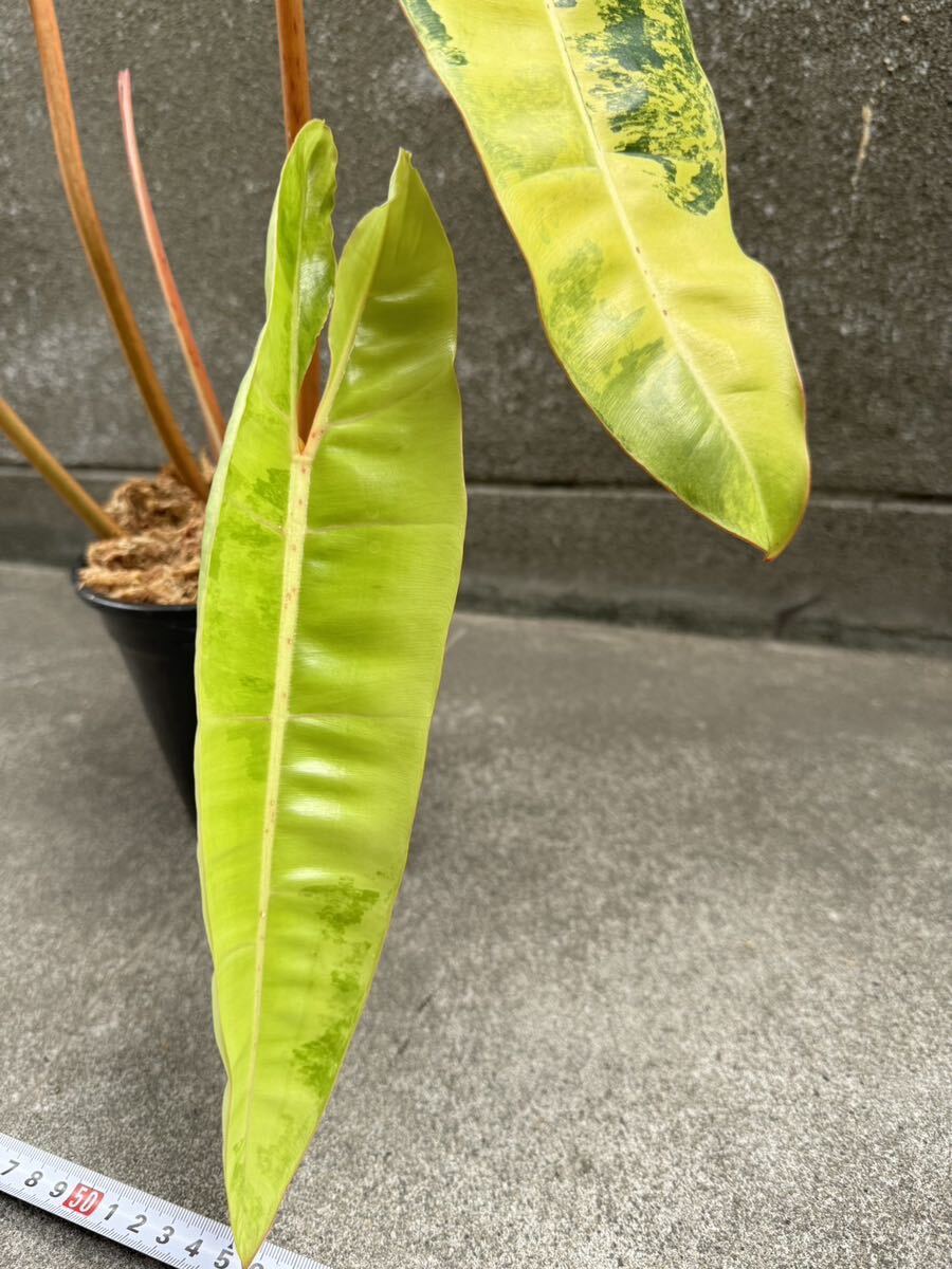 超希少 フィロデンドロン ビレッティア 斑入り Philodendron Billietiae Variegated 極上の限定株 :6_画像4