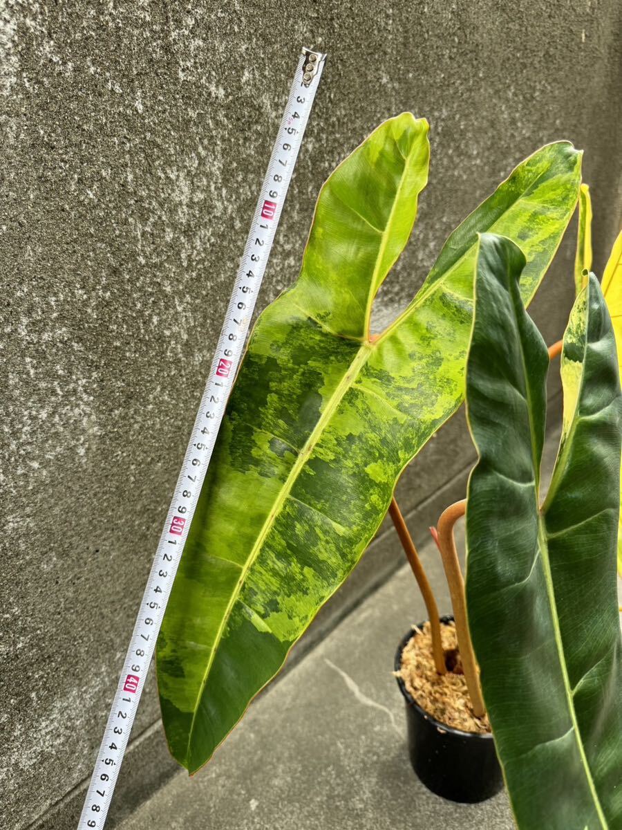 超希少 フィロデンドロン ビレッティア 斑入り Philodendron Billietiae Variegated 極上の限定株 :6_画像9