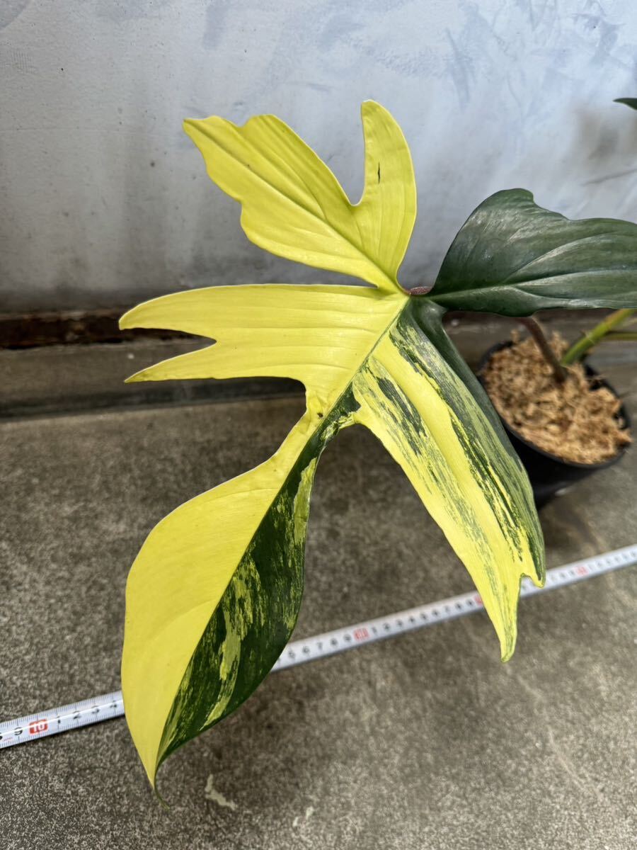 フィロデンドロンフロリダビューティー斑入りPhilodendron 'Florida Beauty' Variegated:8_画像3