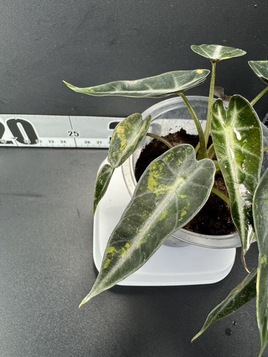 アロカシア バンビーノ 斑入りAlocasia Bambino Aurea Variegated 組織培養 順化済:2_画像2