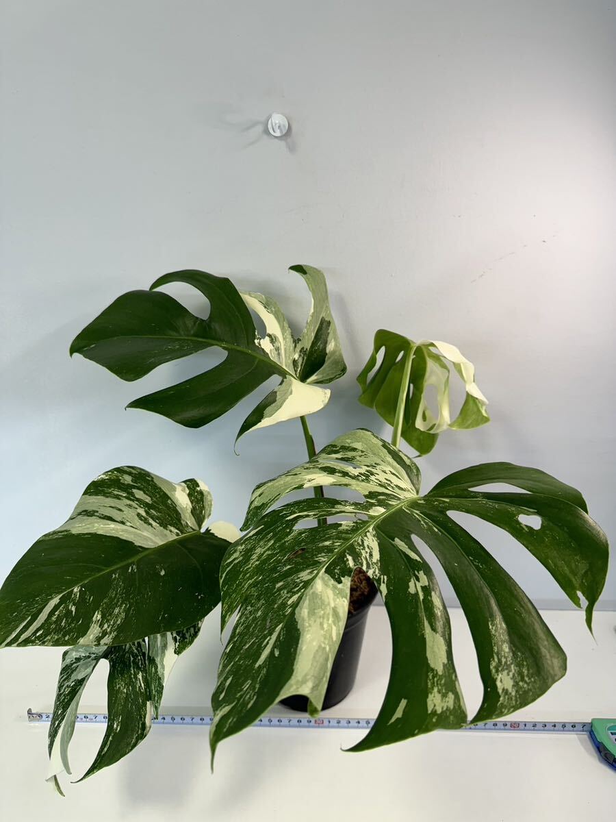 モンステラ ボルシギアナ アルボ ホワイトタイガー斑入り Monstera Borsigiana Albo Variegated:I1_画像1