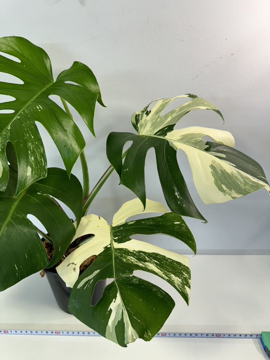 モンステラ ボルシギアナ アルボ ホワイトタイガー斑入り Monstera Borsigiana Albo Variegated:I7_画像2