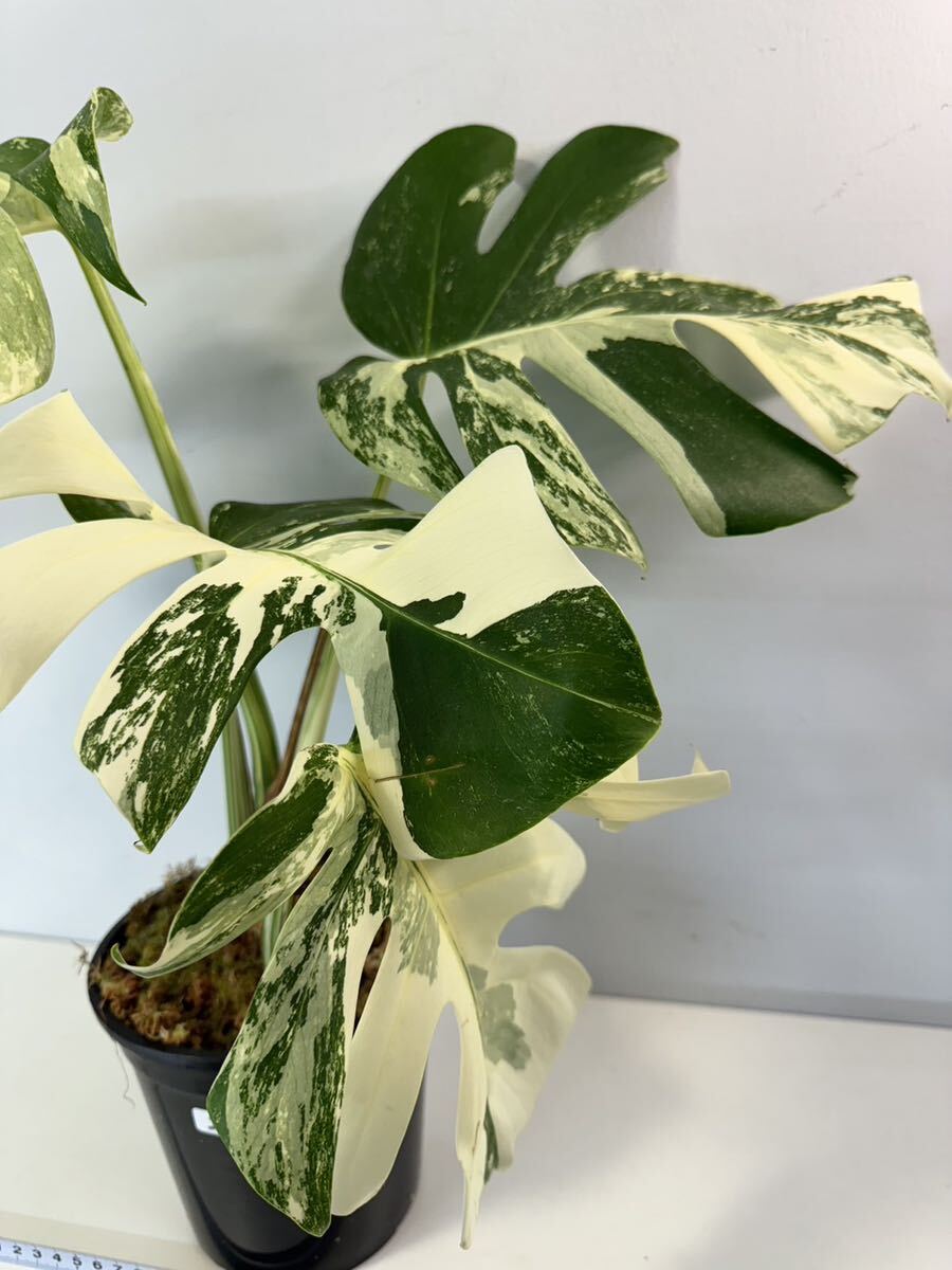 モンステラ ボルシギアナ アルボ ホワイトタイガー斑入り Monstera Borsigiana Albo Variegated:I8_画像2