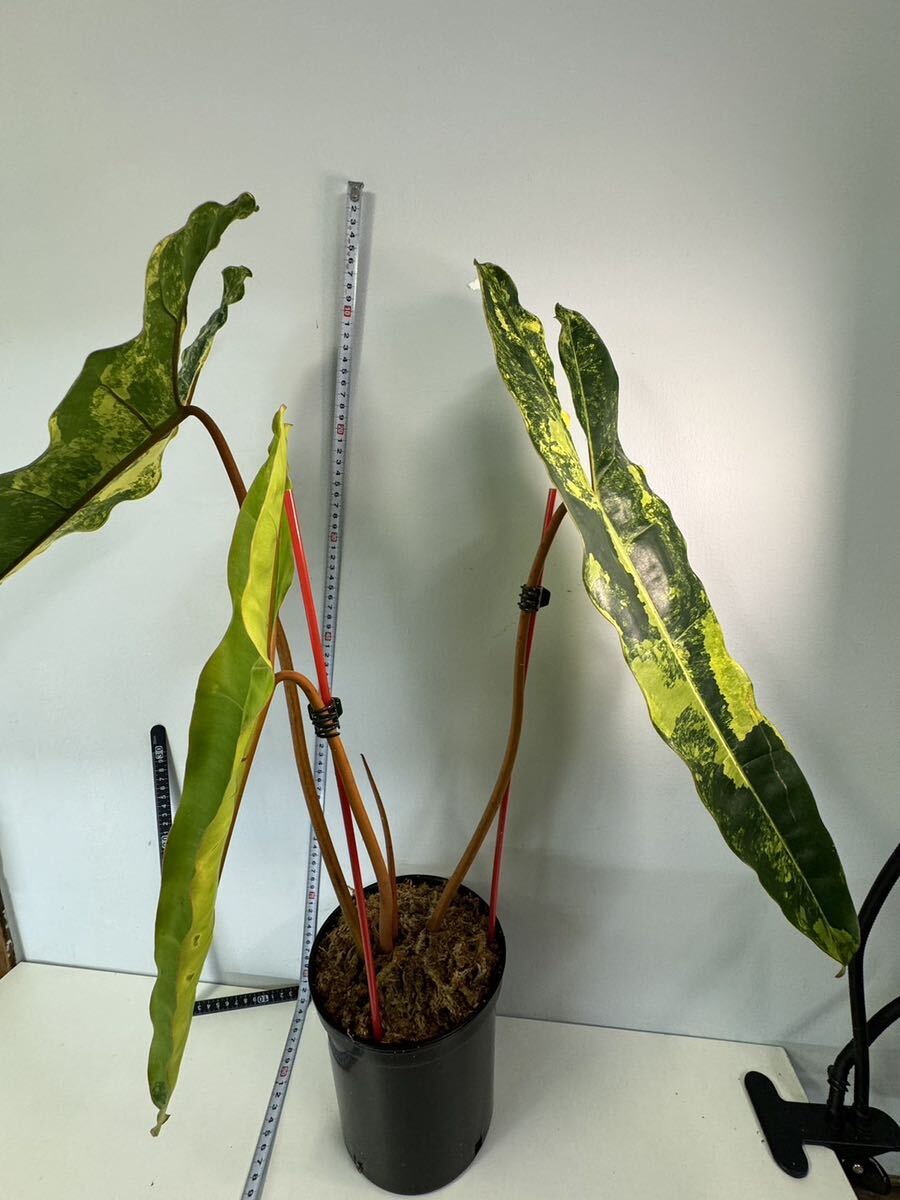 超希少 フィロデンドロン ビレッティア 斑入り Philodendron Billietiae Variegated 極上の限定株 _画像1