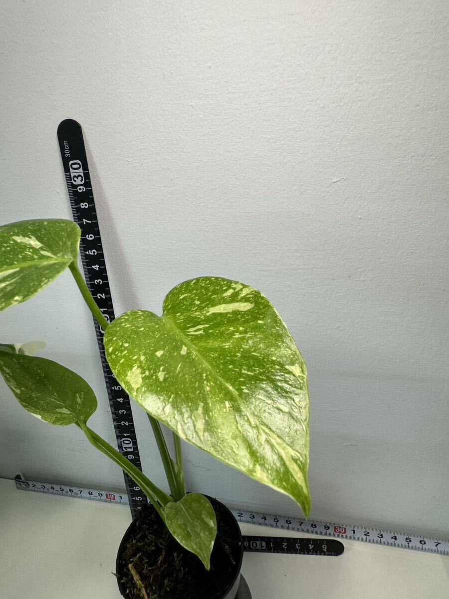 モンステラ デリシオーサ タイコンステレーション 斑入り Monstera Thai constellation variegated:V4_画像3