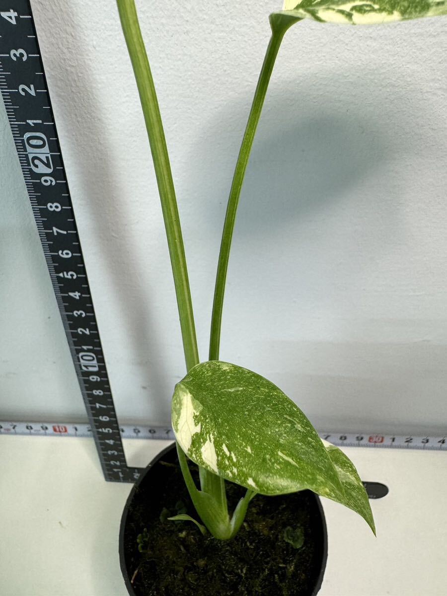 モンステラ デリシオーサ タイコンステレーション 斑入り Monstera Thai constellation variegated:V5_画像4