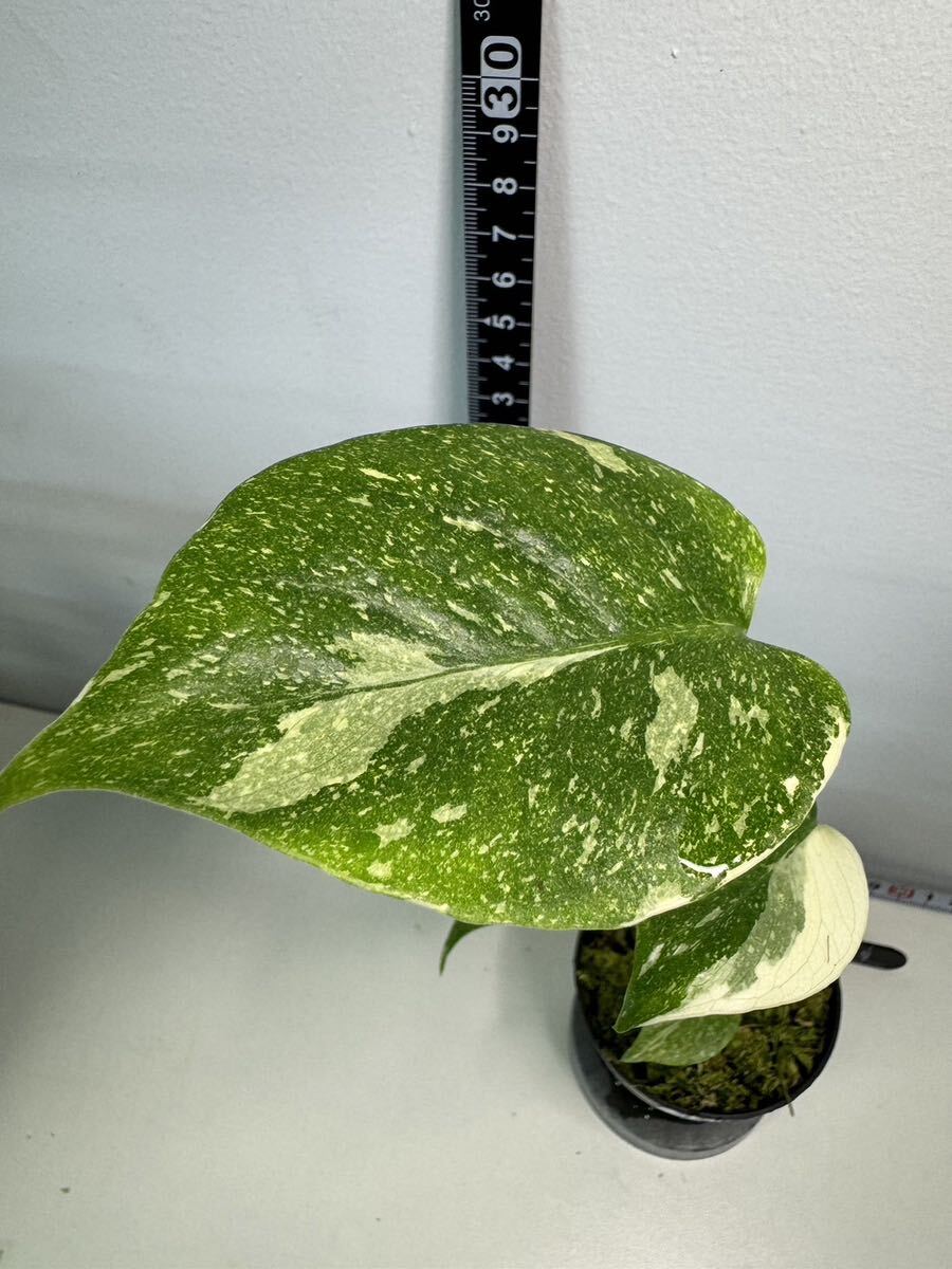 モンステラ デリシオーサ タイコンステレーション 斑入り Monstera Thai constellation variegated:V6_画像2