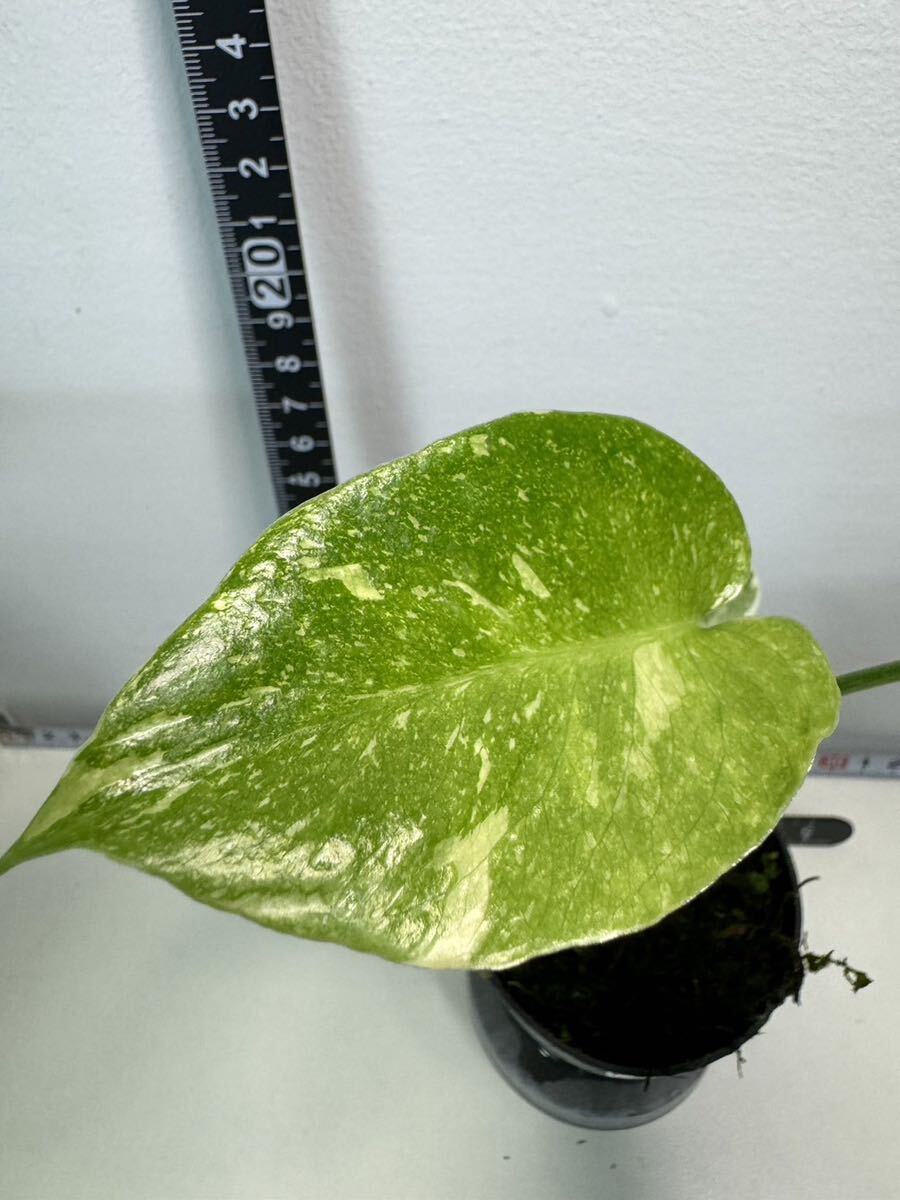 モンステラ デリシオーサ タイコンステレーション 斑入り Monstera Thai constellation variegated:V7_画像3