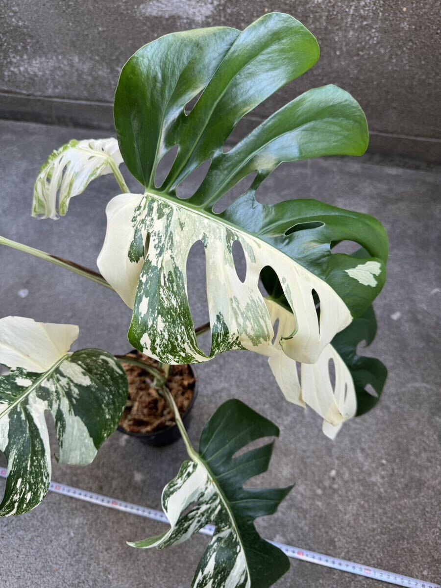 モンステラ ボルシギアナ アルボ ホワイトタイガー斑入り Monstera Borsigiana Albo Variegated:O4_画像2