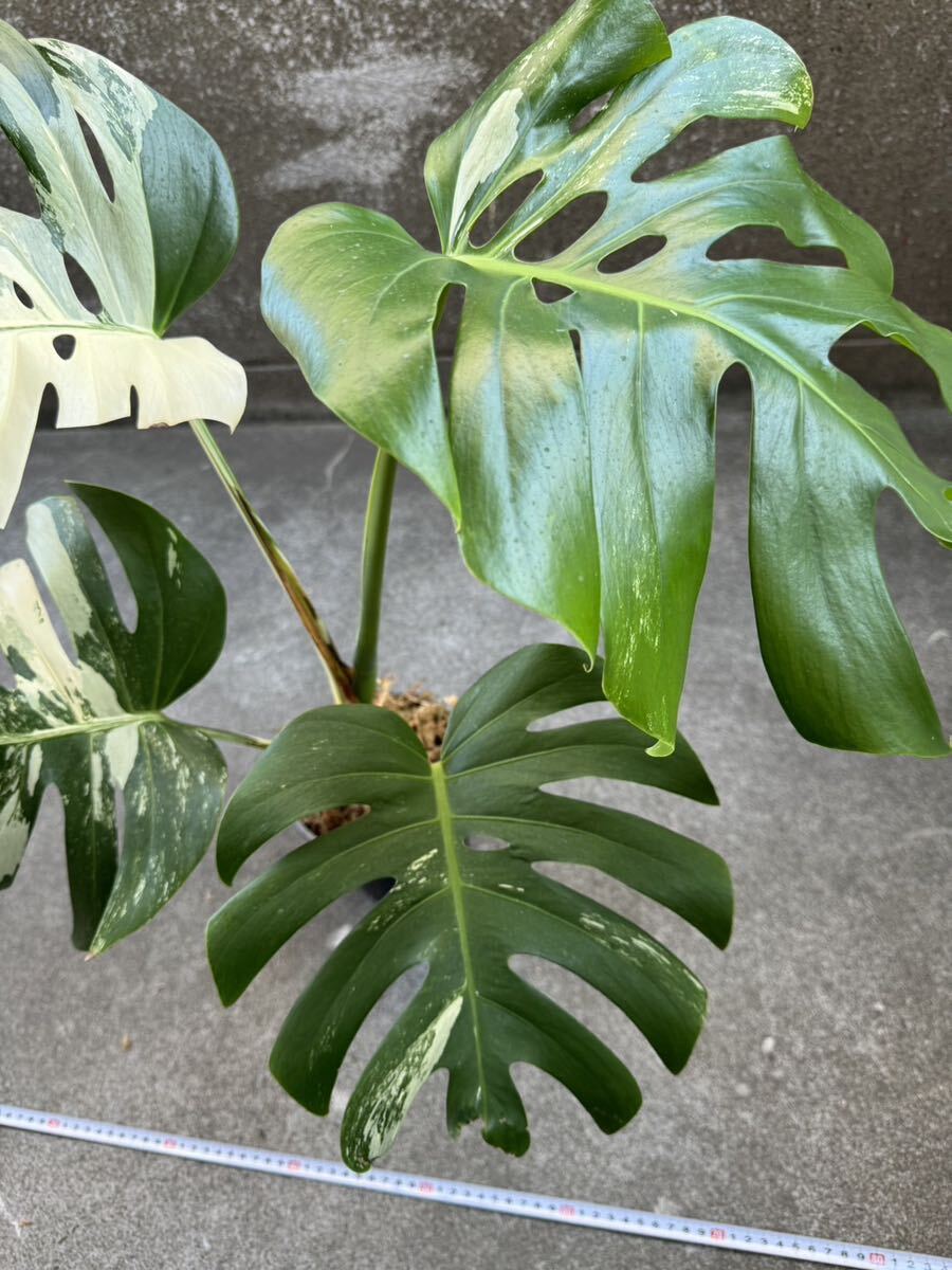 モンステラ ボルシギアナ アルボ ホワイトタイガー斑入り Monstera Borsigiana Albo Variegated:O8_画像5