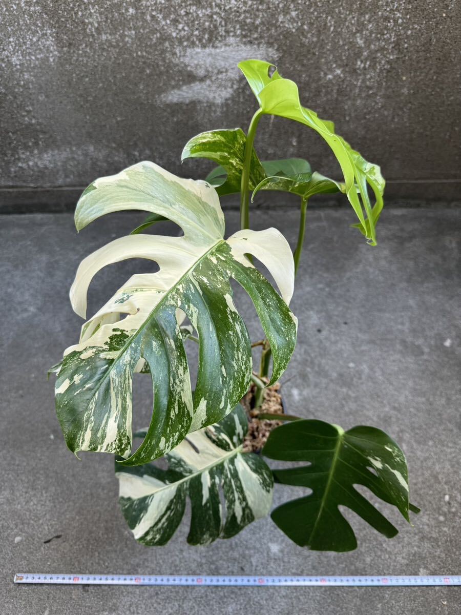 モンステラ ボルシギアナ アルボ ホワイトタイガー斑入り Monstera Borsigiana Albo Variegated:O10_画像1