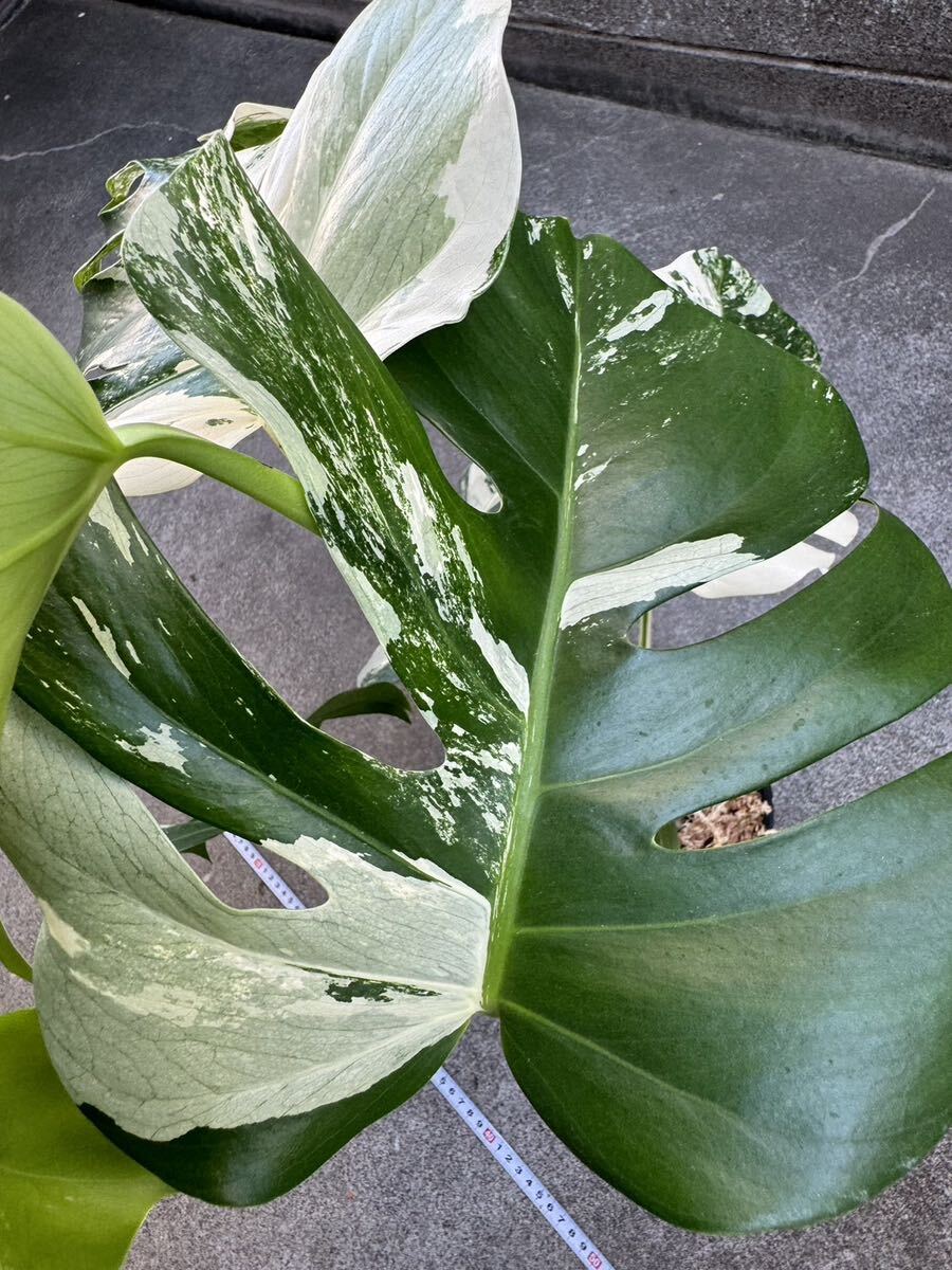 モンステラ ボルシギアナ アルボ ホワイトタイガー斑入り Monstera Borsigiana Albo Variegated:O10_画像6