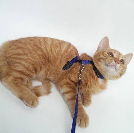  Lead Harness кошка кошка для Harness черный красный . прогулка шея. плата снижение 