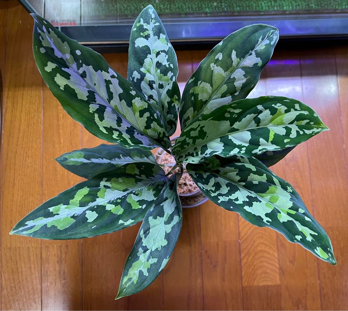 Aglaonema pictum GW1507 メサイア Padang sidempuan 【TB Aglaonema pictum GW1507 メサイア Padang sidempuan 【TB