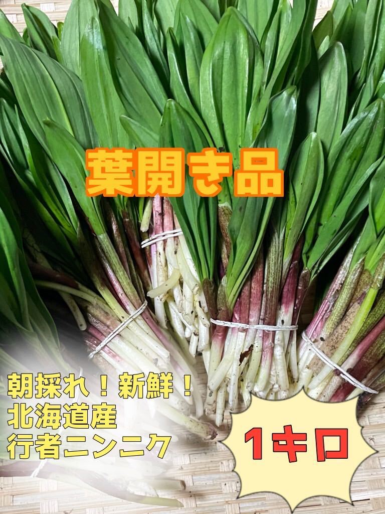 北海道産　天然物　行者ニンニク　1キロ　葉開き_画像1