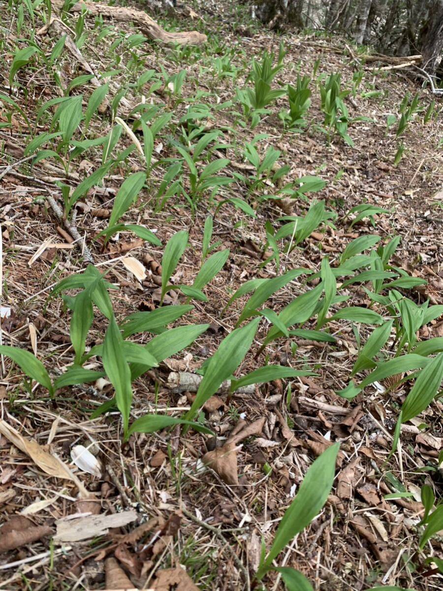 北海道産　天然物　行者ニンニク　1キロ　葉開き　③_画像2