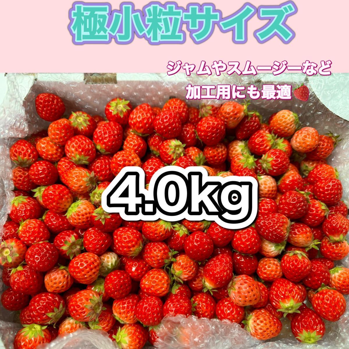 極小粒サイズ 約4.0kg　紅ほっぺ　いちご _画像1