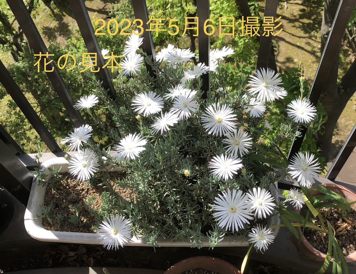 松葉菊　マツバギク　白花　抜き苗　３_画像1