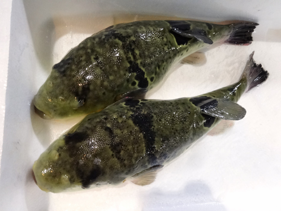 【魚有天】熊本県産☆養殖トラフグ☆１匹☆１５２０ｇ☆特特大白子付き_画像1