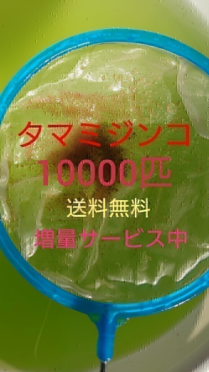 タマミジンコ　約10000匹　グリーンウォーター メダカの餌　活餌_画像1