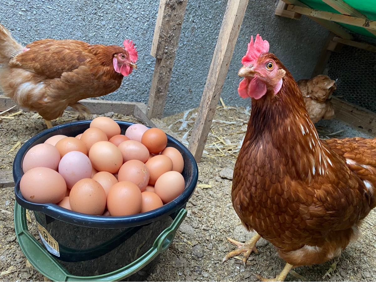 60個入り　佐伯養鶏の朝採れ平飼い卵