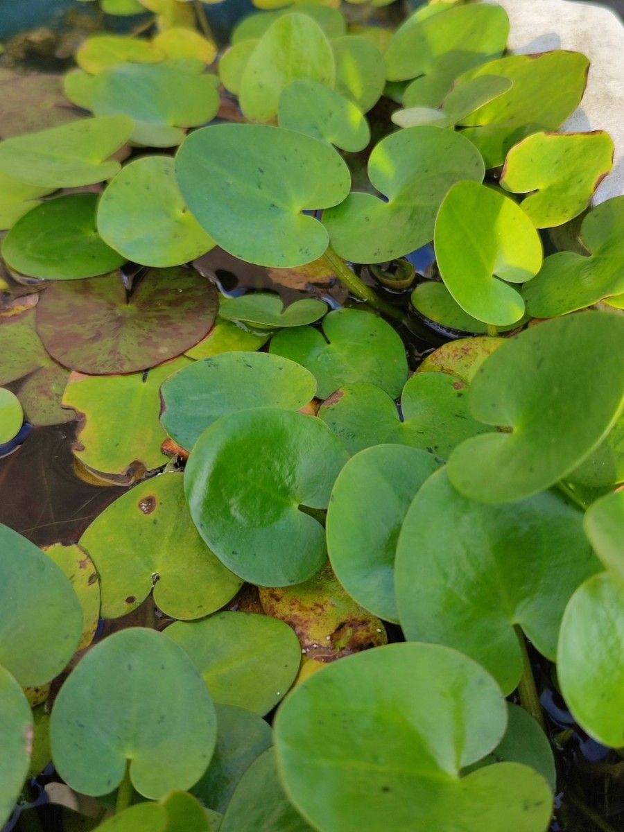 水草　トチカガミ　5株+α