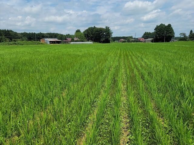 [ new rice 30kg( musenmai )] Koshihikari agriculture house direct delivery order after . rice do shipping rearing process. blog . certainly! [ free shipping ]