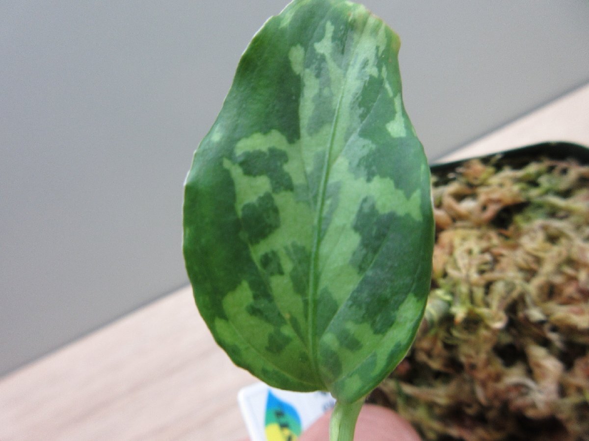 【渋美】アグラオネマ Aglaonema pictum tricolor Siberut 2nd 【LA2014-03】の画像3