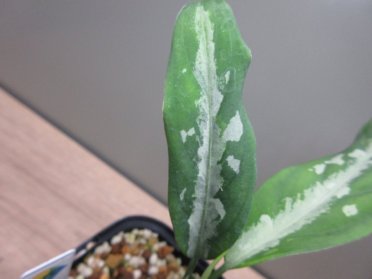 【草わるん】 アグラオネマ Aglaonema pictum “草わるん18” AT from Tigalingga 【AZ0818-5a】の画像4