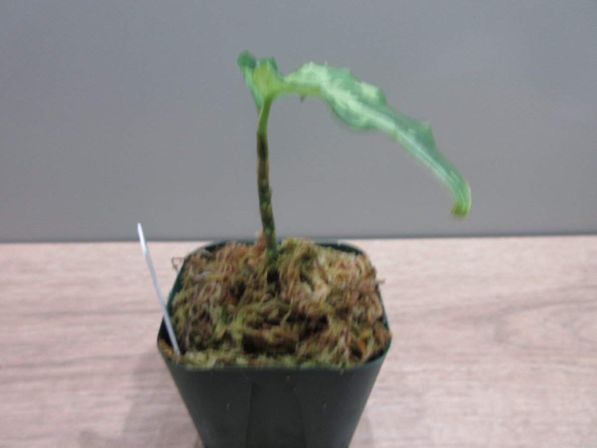 【渋美】アグラオネマ Aglaonema pictum tricolor Siberut 2nd 【LA2014-03】の画像4