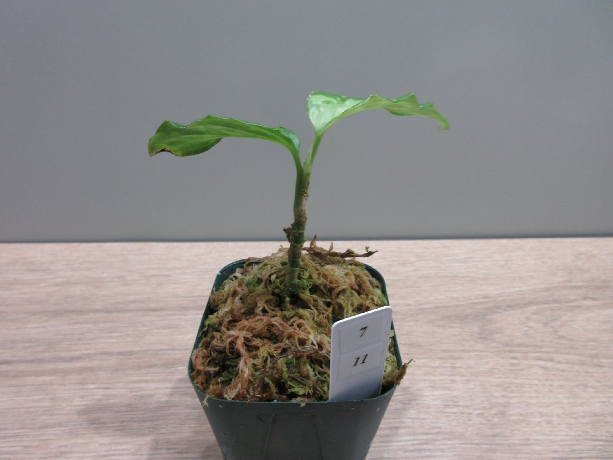 【渋美】アグラオネマ Aglaonema pictum tricolor Siberut 2nd 【LA2014-03】の画像5