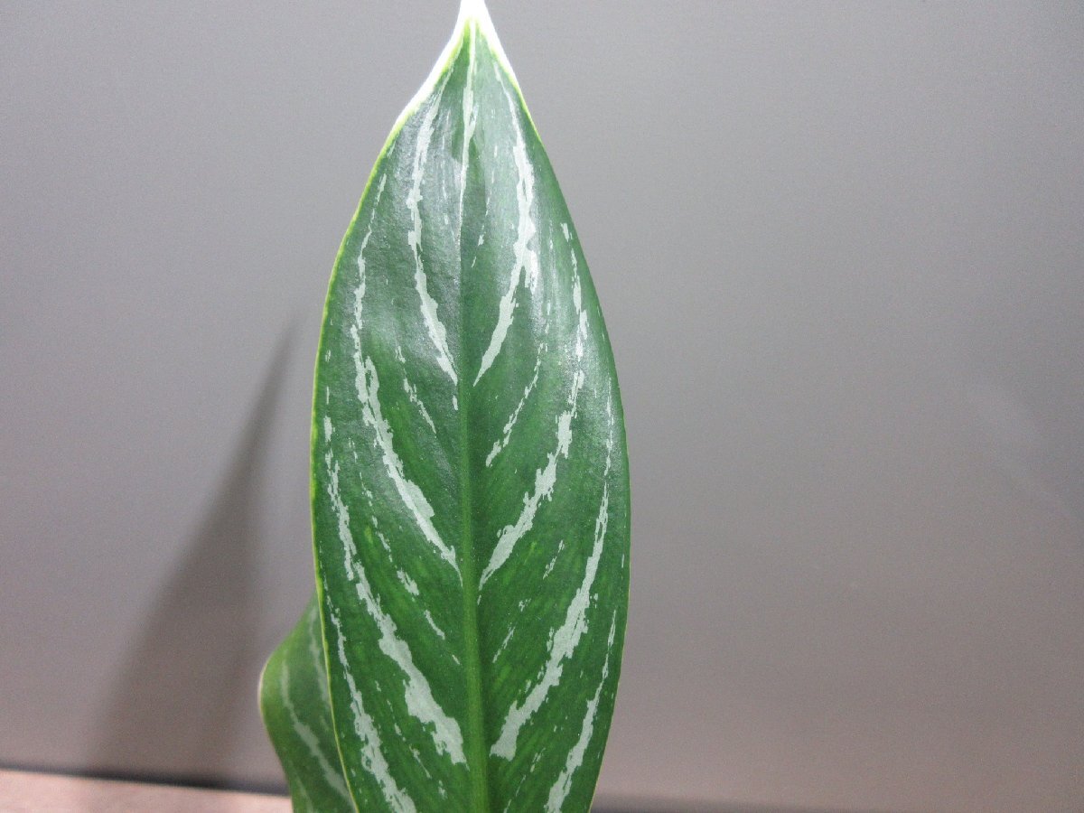 【White Stem】 Aglaonema nitidum ”White Stem”_画像4