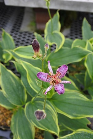 ◆山野草　【斑入りホトトギス】抜き苗(290円)第４種郵便　根茎で増える植物~☆ 茶花にも使われる趣のある植物_画像4