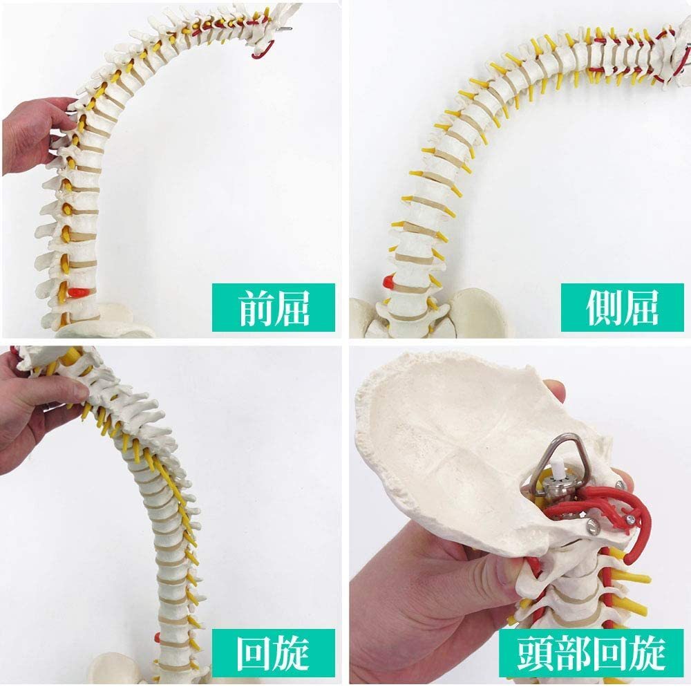 人体模型 骨 等身大 脊椎 模型 実物大 90センチ 脊髄骨盤模型 股関節 脊柱可動 ヘルニア病部 脊髄神経根 椎骨動脈 椎間板 LB-228 区分100S_画像4