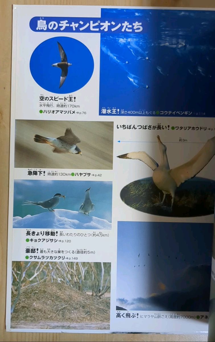 小学館の図鑑NEO 5 鳥　2011年