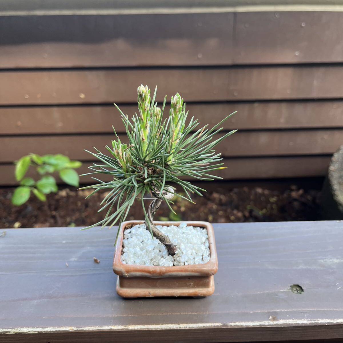  Mikawa сосна Тунберга мини бонсай shohin bonsai 