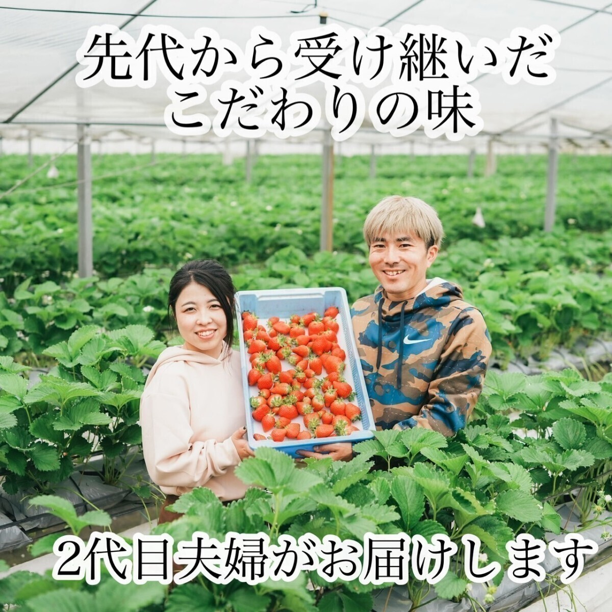 クール便★新鮮朝採り★かんちゃん農園の甘いいちごの画像4