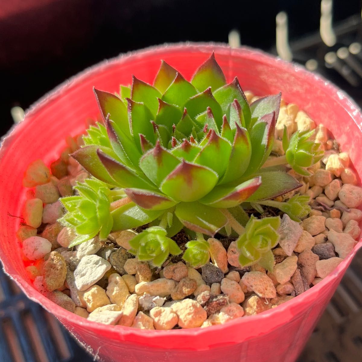 多肉植物　センペルビウム抜き苗